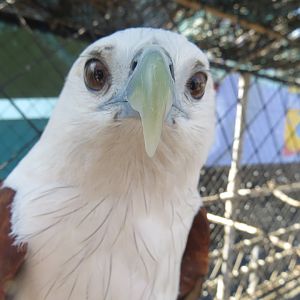 Manilla Ocean Park - Brahminy Kite