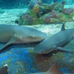 Manila Ocean Park - Sleeping sharks