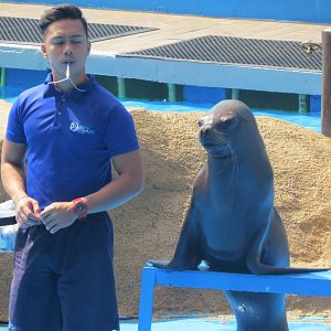 Manila Ocean Park - Sea Lion Show