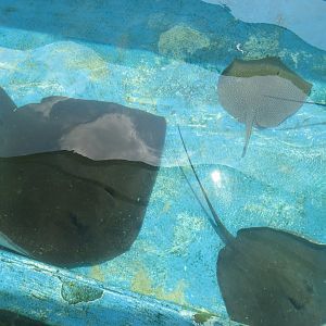 Manila 0cean Park -  stingray touch pool