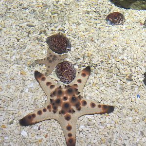 Manila 0cean Park -  Corwie and chocolate chip starfish