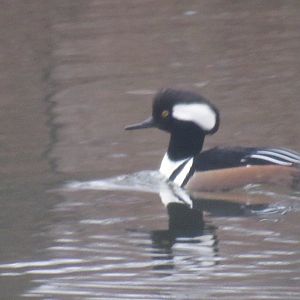 hooded merganser