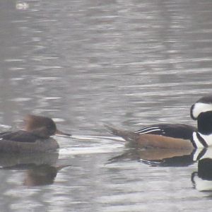 a pair of hooded merganser