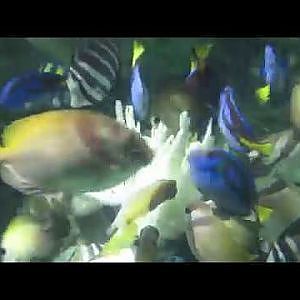Manila Ocean Park - Fish Feeding Frenzy