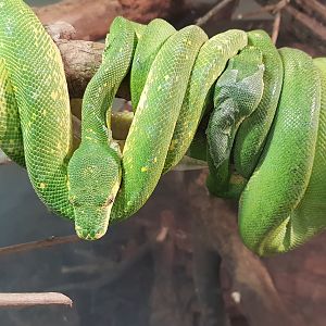 Morelia viridis "Biak"