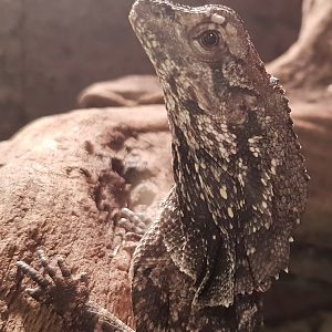 Frilled lizard