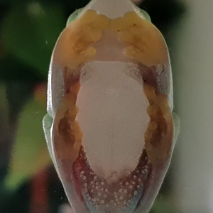 Agalychnis callydrias - underside