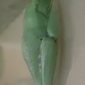 Agalychnis callydrias