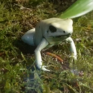 Phyllobates terribilis