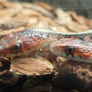 Thamnophis sirtalis infernalis