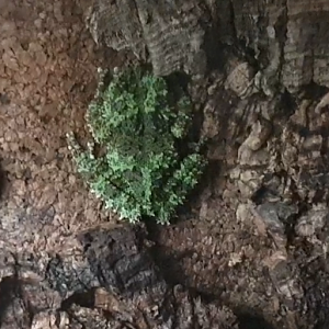 Theloderma corticale