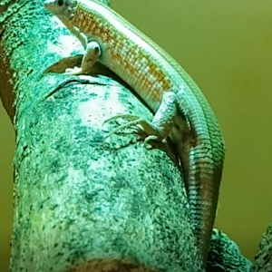 Tracheloptychus petersi