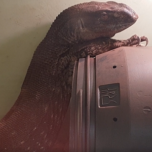 Varanus albigularis