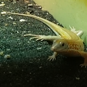 Tracheloptychus petersi