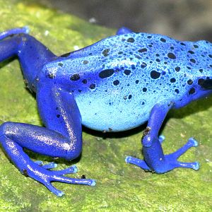 Blue poison arrow frog; London Zoo; 7th February 2019