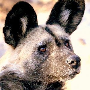 African hunting dog; London Zoo; 7th February 2019