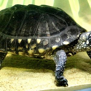 Black spotted turtle; London Zoo; 7th February 2019