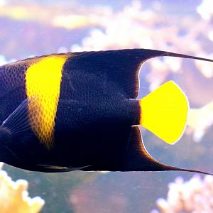 Arabian angelfish; London Zoo; 7th February 2019
