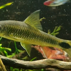 Algae eater ID