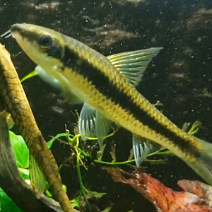 Crossocheilus oblongus