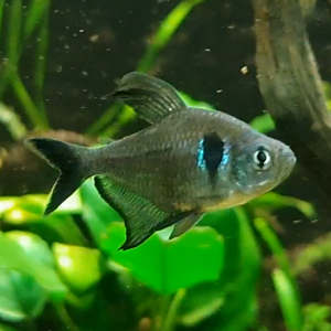 Megalamphodus megalopterus