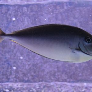 Unicornfish-species - Naso ID