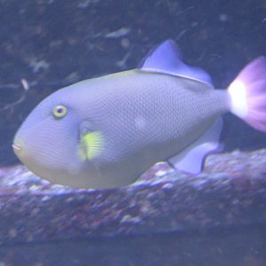 Pink-tailed triggerfish - Melichthys vidua