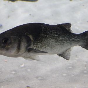 Sea bass - Dicentrarchus labrax