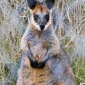Northern Swamp Wallaby - Hamerton - 5-2-19