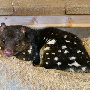 Spotted Tiger Quoll - Hamerton - 5-2-19