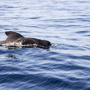 Short-finned pilot whale, Globicephala macrorhynchus