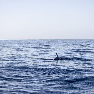 Short-finned pilot whale, Globicephala macrorhynchus