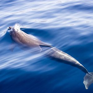 Atlantic bottlenose dolphin, Tursiops truncatus truncatus