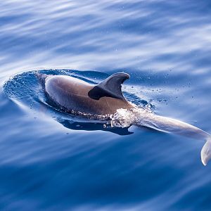 Atlantic bottlenose dolphin, Tursiops truncatus truncatus