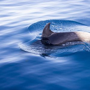 Atlantic bottlenose dolphin, Tursiops truncatus truncatus