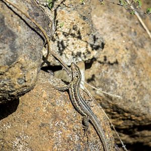 Northern Tenerife lizard, Gallotia galloti galloti