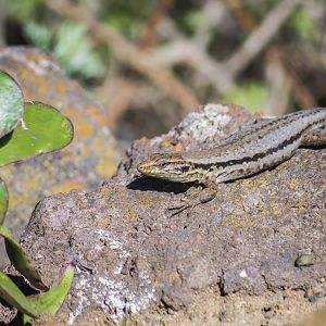 Northern Tenerife lizard, Gallotia galloti galloti