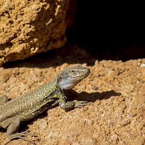 Northern Tenerife lizard, Gallotia galloti galloti