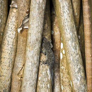Tenerife gecko, Tarentola delalandii