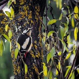 Canarian great spotted woodpecker, Dendrocopos major canariensis