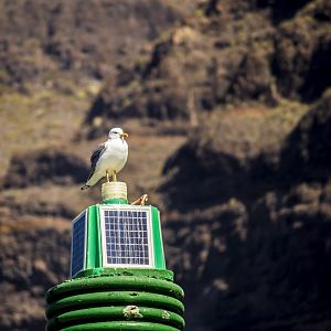 Atlantic yellow-legged gull, Larus michahellis atlantis