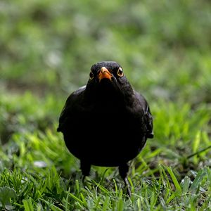 Canarian blackbird, Turdus merula cabrerae