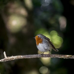 Canarian robin, Erithacus rubecula superbus