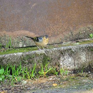 Canarian common chaffinch, Fringilla coelebs canariensis
