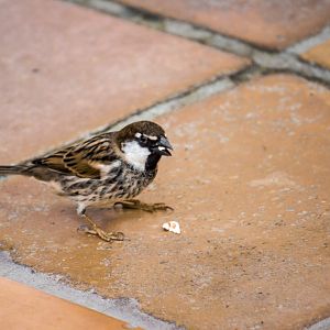 Spanish sparrow, Passer hispaniolensis hispaniolensis