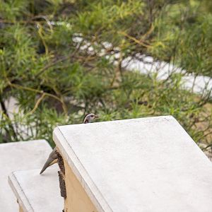 Barbary partridge, Alectoris barbara koenigi