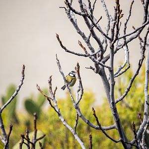 African blue tit, Cyanistes teneriffae teneriffae