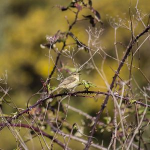 Canary Islands chiffchaff, Phylloscopus canariensis canariensis