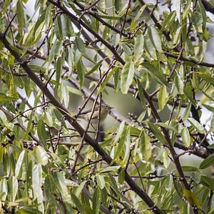 Canary Islands chiffchaff, Phylloscopus canariensis canariensis