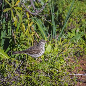 Berthelot's pipit, Anthus berthelotii